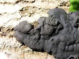 Attēlu rezultāti vaicājumam “Kretzschmaria deusta”