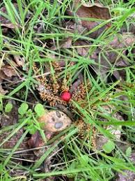 Attēlu rezultāti vaicājumam “Physaraceae”