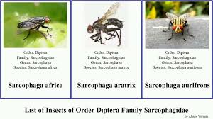 Attēlu rezultāti vaicājumam “Sarcophagidae”