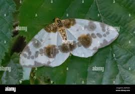 Attēlu rezultāti vaicājumam “Abraxas sylvata larva”