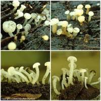 Attēlu rezultāti vaicājumam “Cudoniella acicularis”