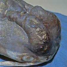 Image result for Bagre marinus