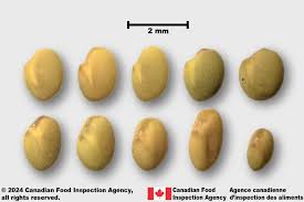 Attēlu rezultāti vaicājumam “Melilotus”