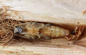 Attēlu rezultāti vaicājumam “Saperda carcharias”