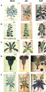 Attēlu rezultāti vaicājumam “Bryonia alba”