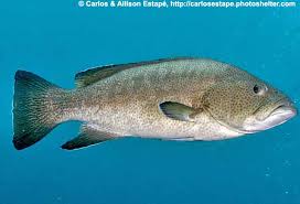 Image result for Mycteroperca olfax