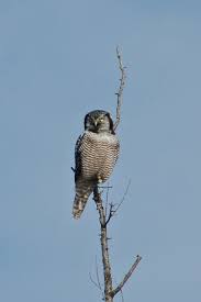 Image result for Surnia ulula