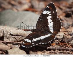 Attēlu rezultāti vaicājumam “Limenitis camilla underside”