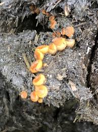 Attēlu rezultāti vaicājumam “Cheilymenia stercorea”