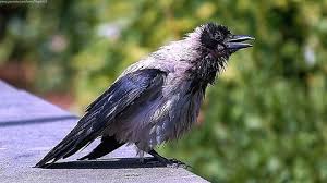 Attēlu rezultāti vaicājumam “Corvus cornix”