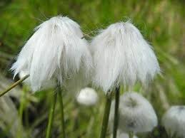Attēlu rezultāti vaicājumam “Eriophorum angustifolium”