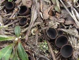 Attēlu rezultāti vaicājumam “Pseudoplectania nigrella”