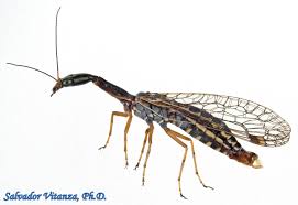 Attēlu rezultāti vaicājumam “Raphidioptera imago”