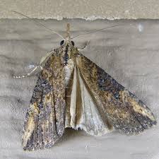 Attēlu rezultāti vaicājumam “Hoplia parvula imago”