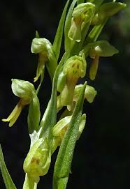 Attēlu rezultāti vaicājumam “Dactylorhiza russowii bud”
