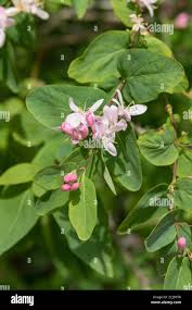 Attēlu rezultāti vaicājumam “Lonicera tatarica flower”