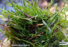 Attēlu rezultāti vaicājumam “Warnstorfia fluitans”