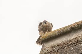 Image result for Herts Falcons