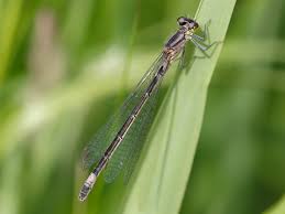 Attēlu rezultāti vaicājumam “Coenagrion armatum male”