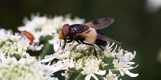 Attēlu rezultāti vaicājumam “Volucella pellucens”