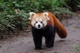 Résultat de recherche d'images pour "pandas"