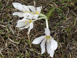 Attēlu rezultāti vaicājumam “Colchicum szovitsii subsp. szovitsii”