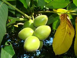 Attēlu rezultāti vaicājumam “Juglans mandshurica”