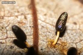 Attēlu rezultāti vaicājumam “Diachea leucopodia spores”