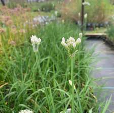 Image result for Allium tuberosum