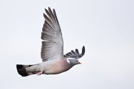 Image result for Columba palumbus