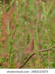 Attēlu rezultāti vaicājumam “Lythria cruentaria”