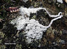 Attēlu rezultāti vaicājumam “Pertusaria amara”