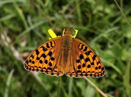 Attēlu rezultāti vaicājumam “Argynnis adippe underside”