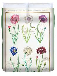 Attēlu rezultāti vaicājumam “Cyanus segetum flower”