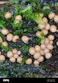 Attēlu rezultāti vaicājumam “Diderma radiatum plasmodium”