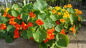 Image result for Tropaeolum minus
