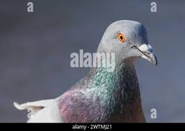 Attēlu rezultāti vaicājumam “Columba livia f. domestica adult”