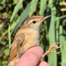 Image result for Acrocephalus agricola