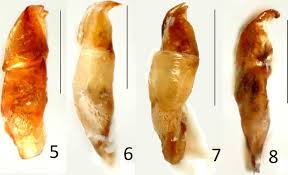 Attēlu rezultāti vaicājumam “Aegialia arenaria”