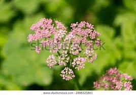 Attēlu rezultāti vaicājumam “Pimpinella major”