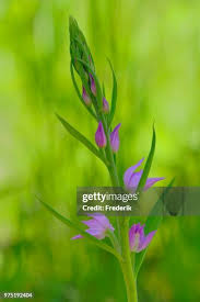 Attēlu rezultāti vaicājumam “Cephalanthera rubra bud”