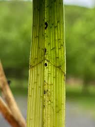 Attēlu rezultāti vaicājumam “Carex lepidocarpa leaf”