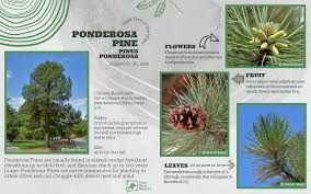 Attēlu rezultāti vaicājumam “Pinus ponderosa”
