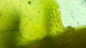 Attēlu rezultāti vaicājumam “Campyliadelphus elodes”