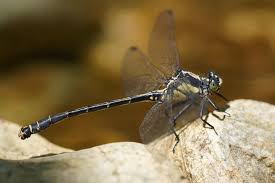 Attēlu rezultāti vaicājumam “Gomphidae”