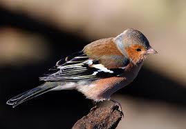 Attēlu rezultāti vaicājumam “Fringilla coelebs male”