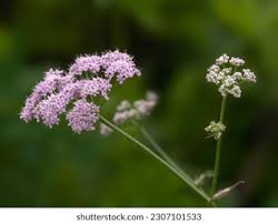 Attēlu rezultāti vaicājumam “Pimpinella major flower”