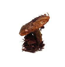 Attēlu rezultāti vaicājumam “Lactarius necator”