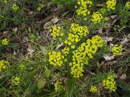 Attēlu rezultāti vaicājumam “Euphorbia virgata flower”