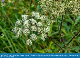 Attēlu rezultāti vaicājumam “Cicuta virosa leaf”